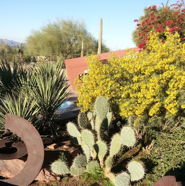 Cactus-and-Flowers-photo-by-Kevin-Earl